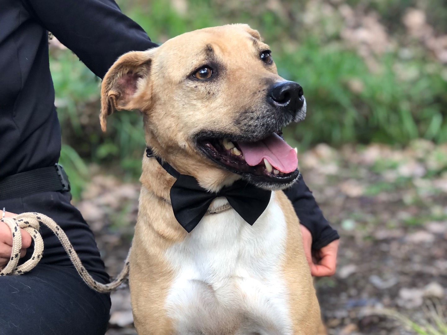 Adozione cane, maschio, Razza sconosciuta Razza sconosciuta, 6 anni e 6 mesi, taglia media, Latina