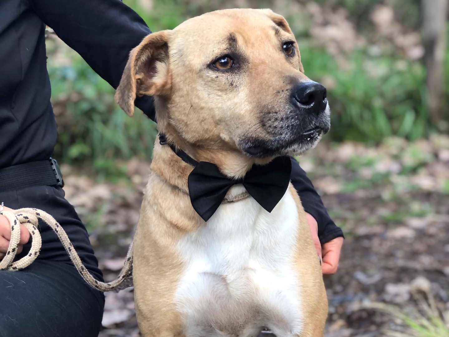 Adotta il cane Bublè a Latina