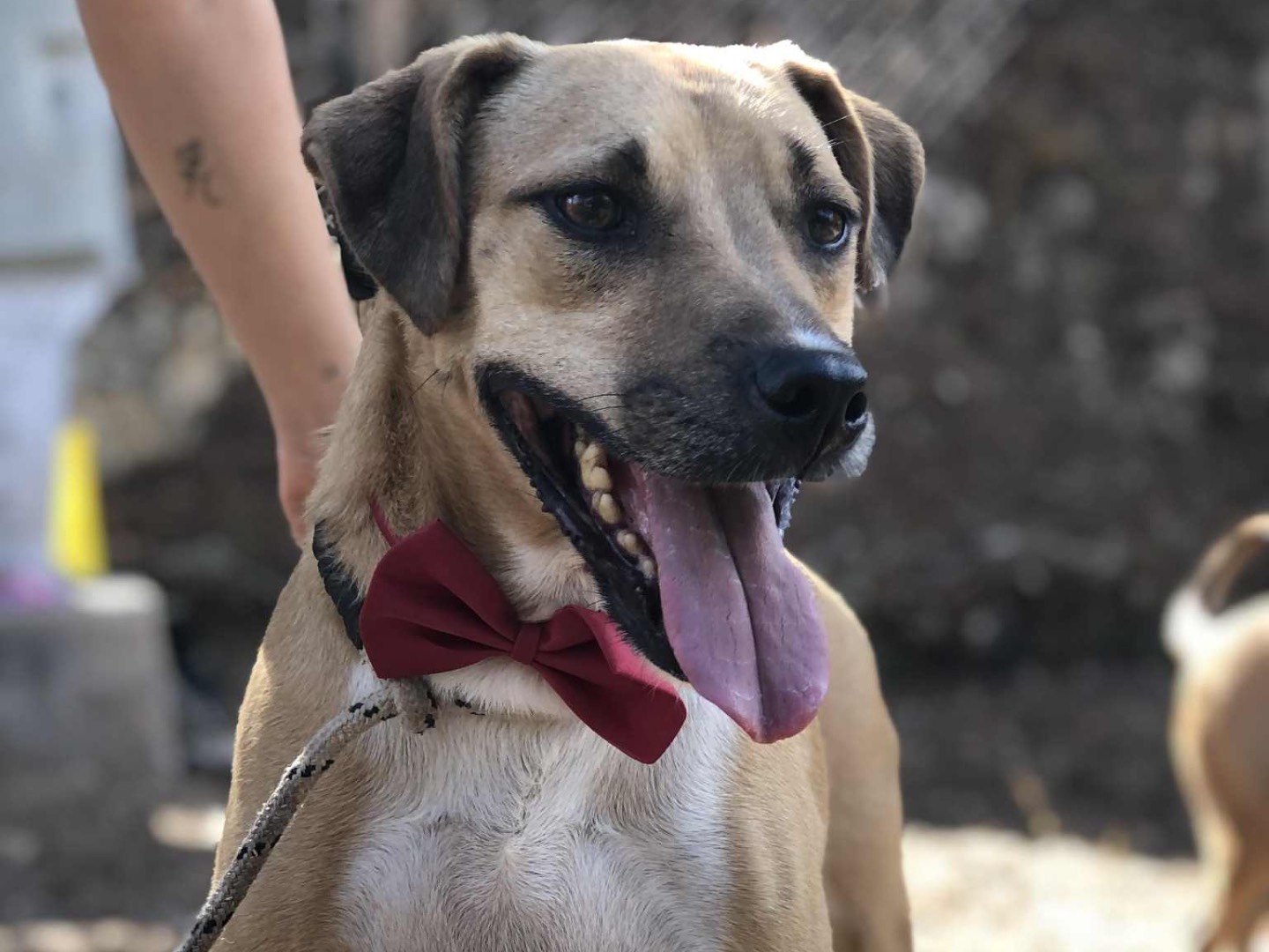 Adotta un cane, maschio, 6 anni e 6 mesi, Latina