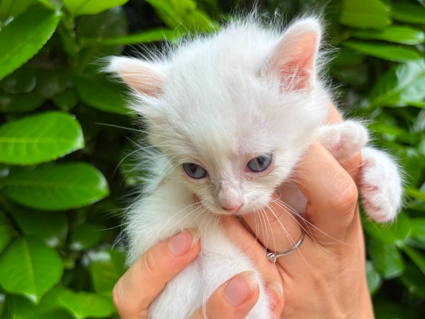 Adozione gatto, femmina, Razza sconosciuta Razza sconosciuta, 1 mese, taglia non valida, Asti
