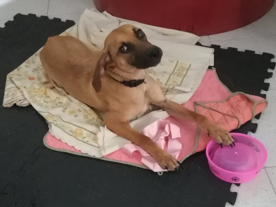 Adotta un cane, femmina, 1 anno e 1 mese, Salerno