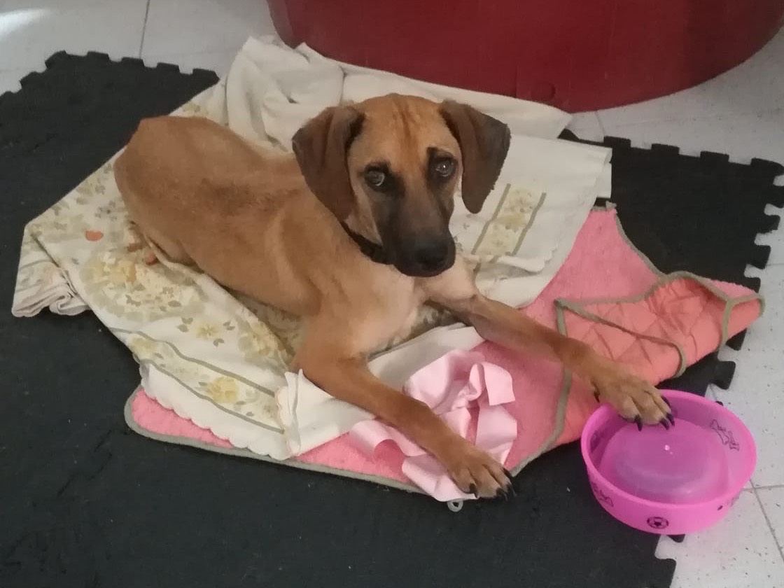 Adozione cane, femmina, Segugio Razza sconosciuta, 1 anno e 1 mese, taglia media contenuta, Salerno