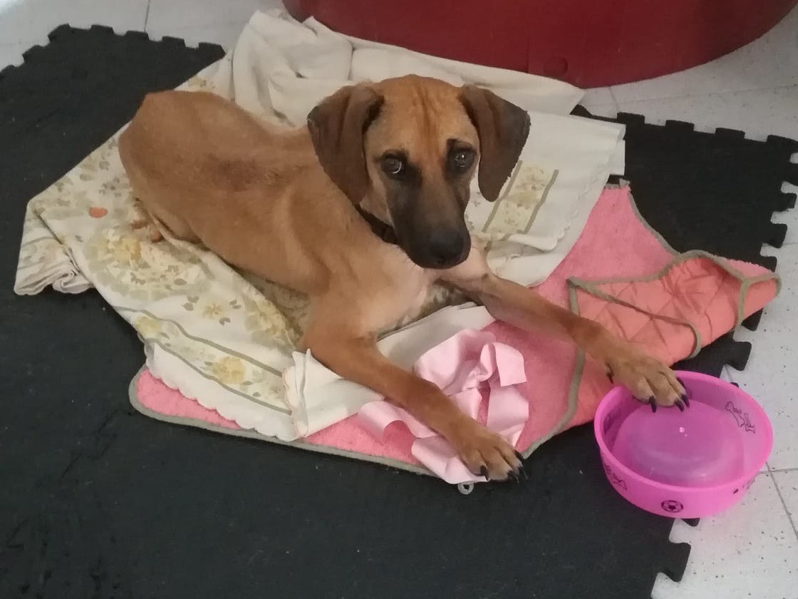 Adotta un cane, taglia media contenuta, femmina, Salerno