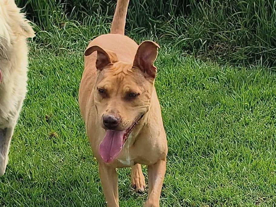 Adozione cane, femmina, Pitbull Razza sconosciuta, 1 anno e 5 mesi, taglia media, Latina