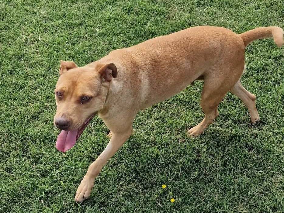 Adotta un cane, femmina, 1 anno e 5 mesi, Latina