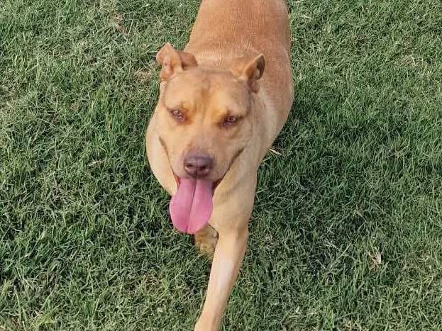 Adotta un cane, taglia media, femmina, Latina