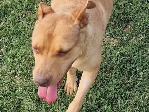 Vuoi adottare un cane a Latina?