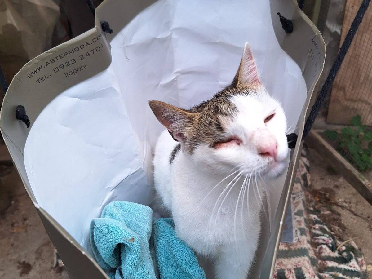 Vuoi adottare un gatto a Trapani?