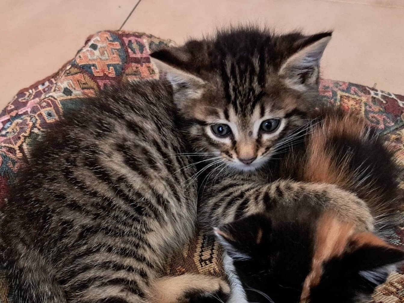 Adozione gatto, maschio, Razza sconosciuta Razza sconosciuta, 2 mesi, taglia non valida, Ravenna