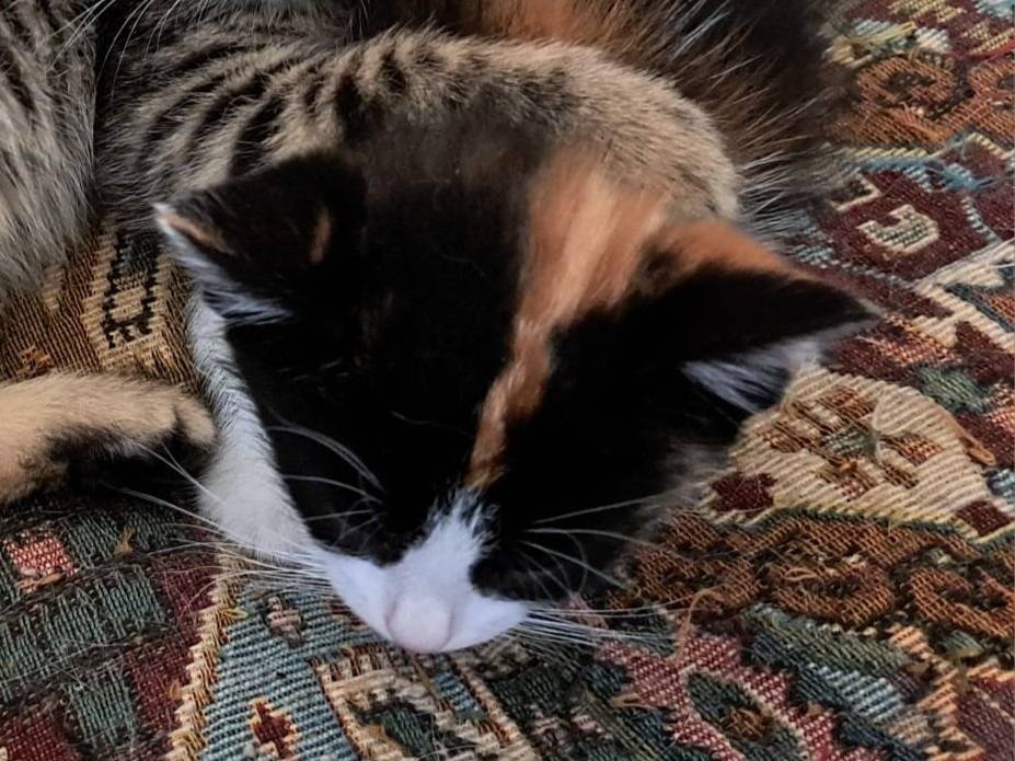Adozione gatto, femmina, Razza sconosciuta Razza sconosciuta, 2 mesi, taglia non valida, Ravenna