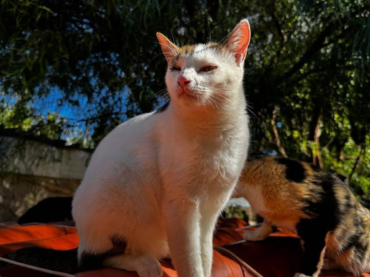 Adotta il gatto Nino a Trapani