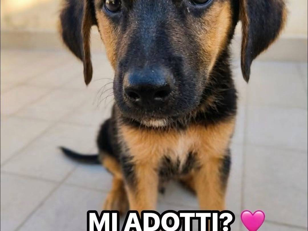 Adotta un cane, femmina, 3 mesi, Trapani