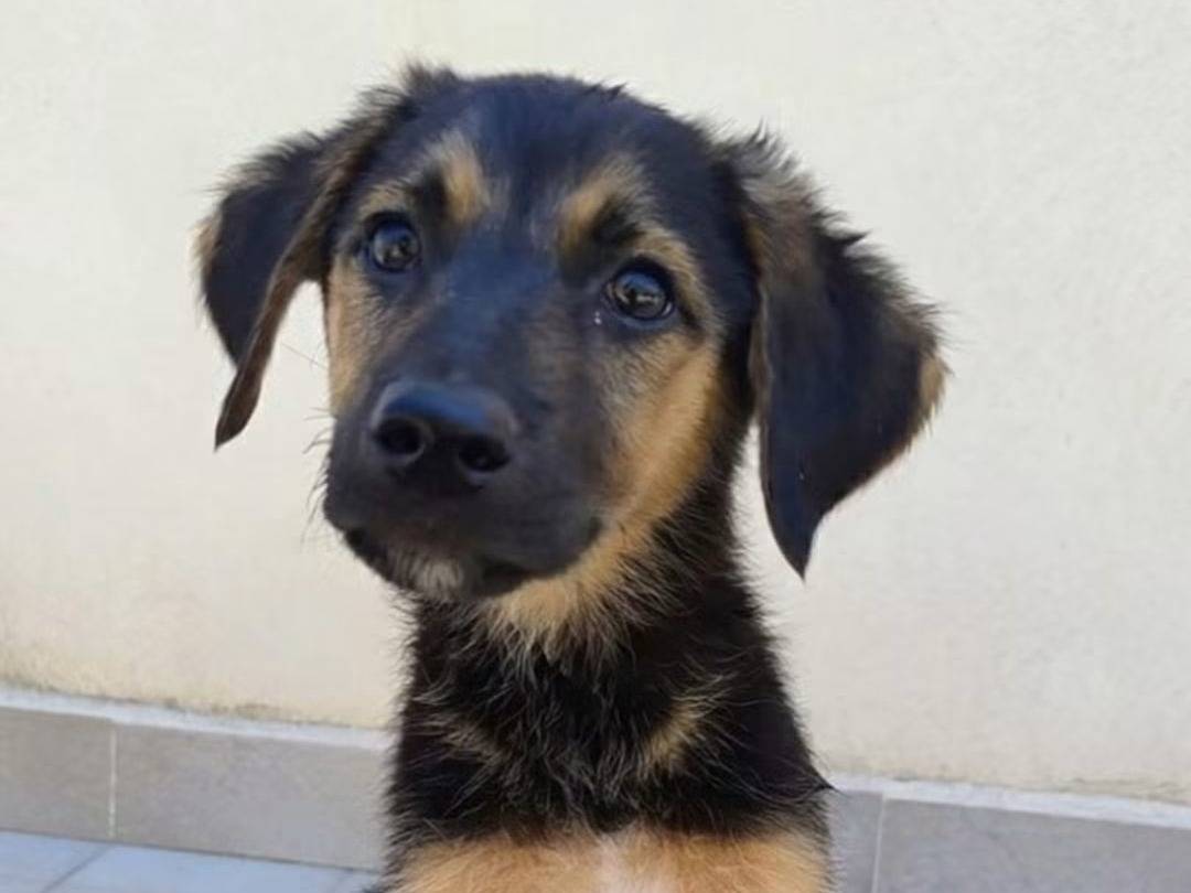 Adozione cane, femmina, Razza sconosciuta Razza sconosciuta, 3 mesi, taglia media, Trapani
