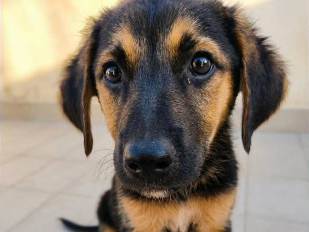 Adotta un cane, taglia media, femmina, Trapani