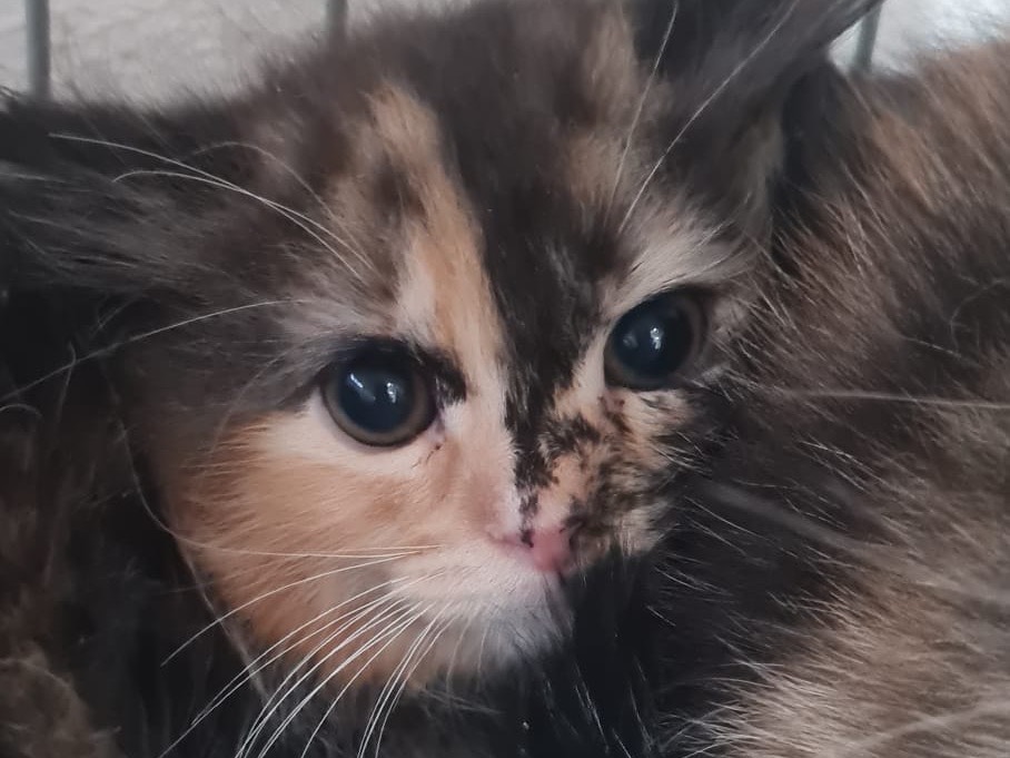 Adozione gatto, femmina, Razza sconosciuta Razza sconosciuta, 1 mese, taglia non valida, Trento
