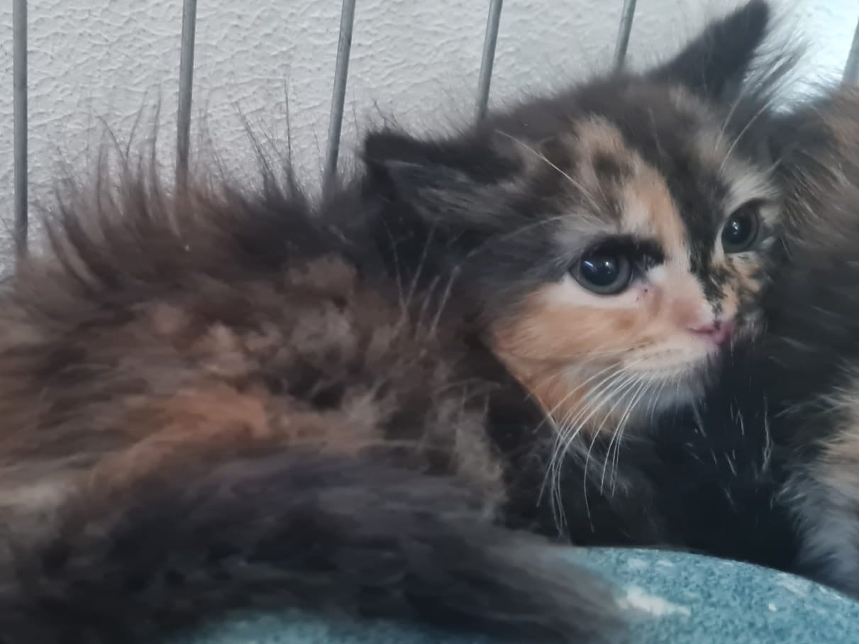 Adotta un gatto, femmina, 1 mese, Trento