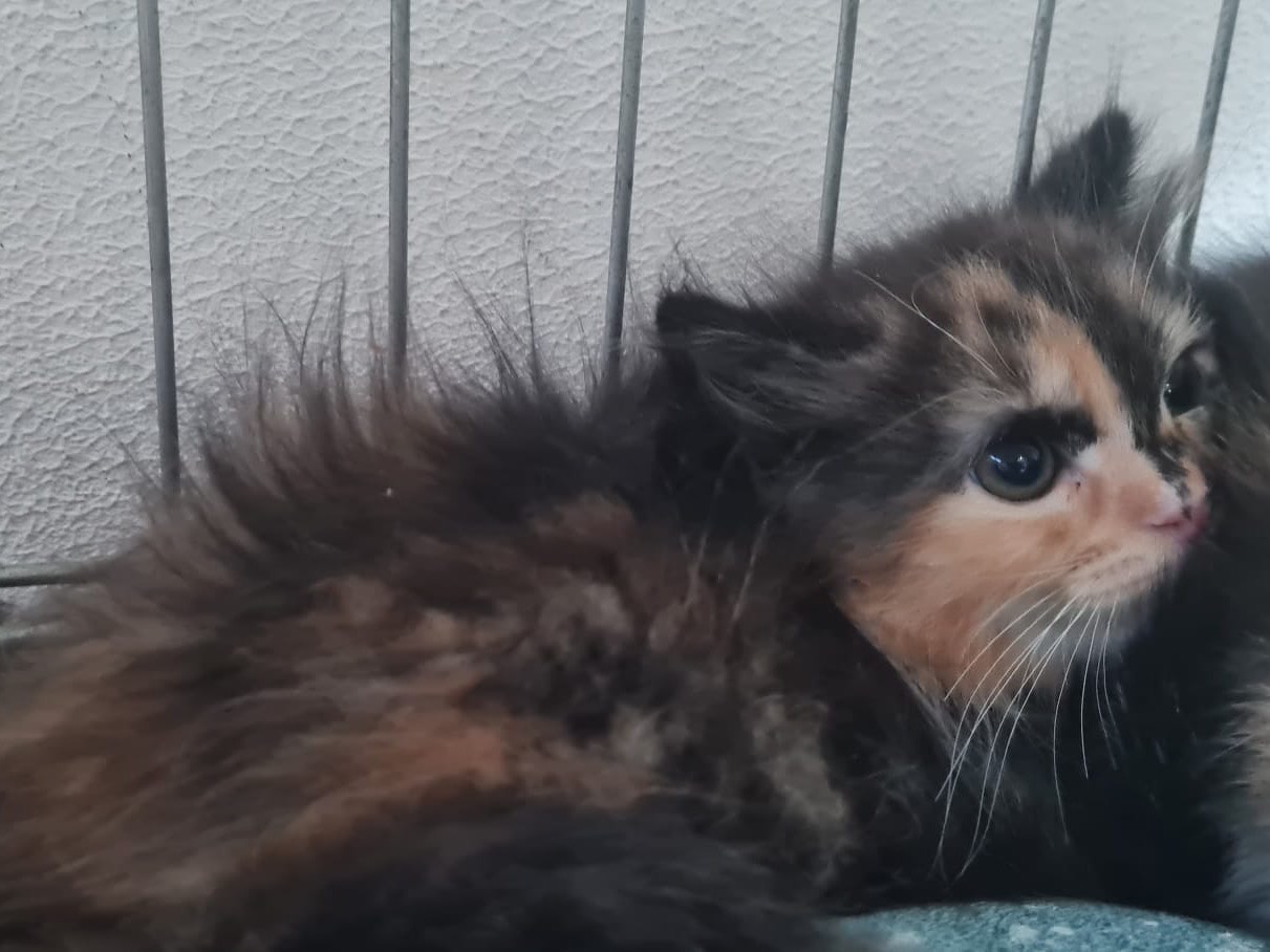 Adotta un gatto, taglia non valida, femmina, Trento