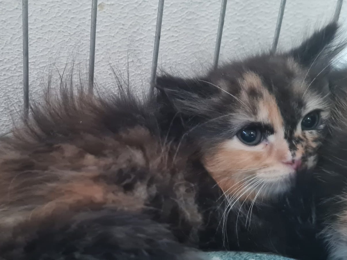 Vuoi adottare un gatto a Trento?