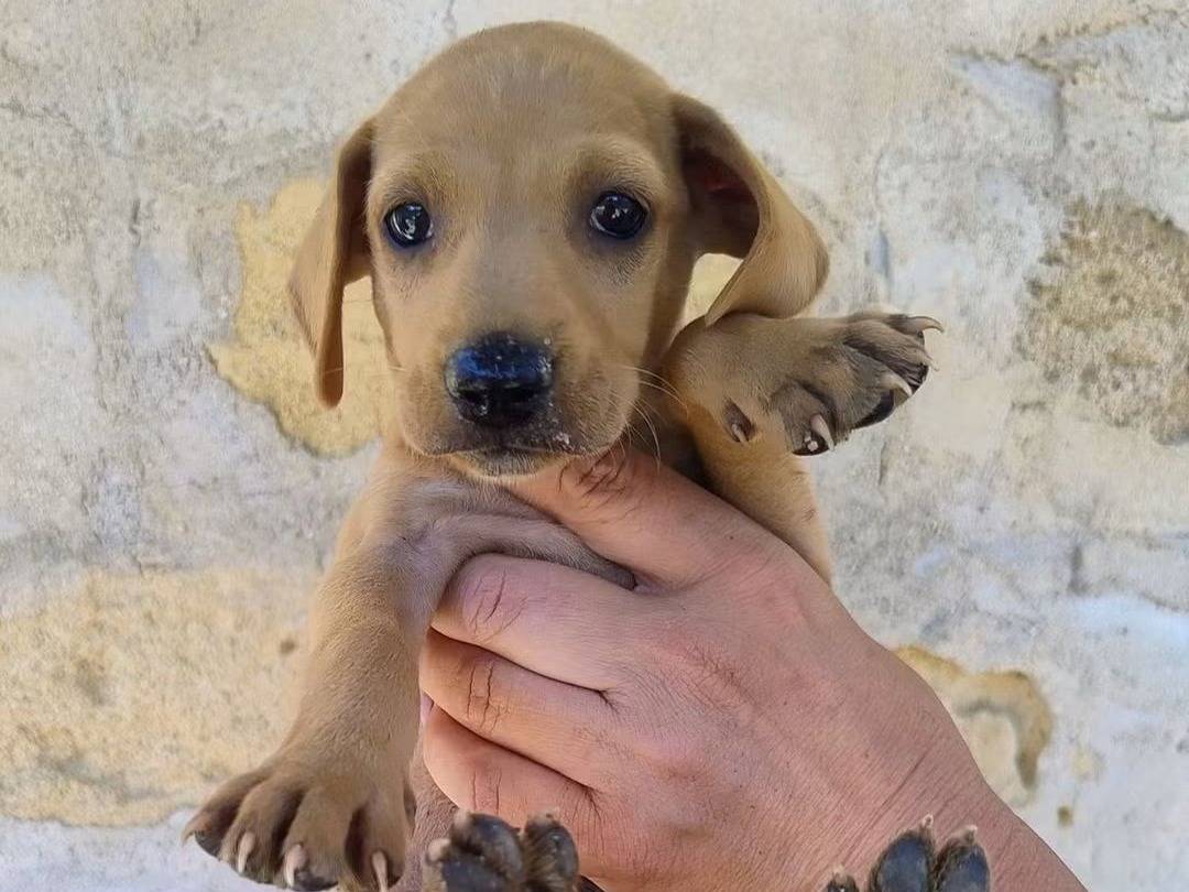 Adozione cane, maschio, Segugio Razza sconosciuta, 2 mesi, taglia media contenuta, Varese