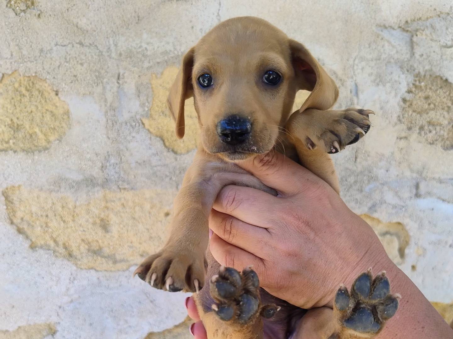 Adotta un cane, maschio, 2 mesi, Varese