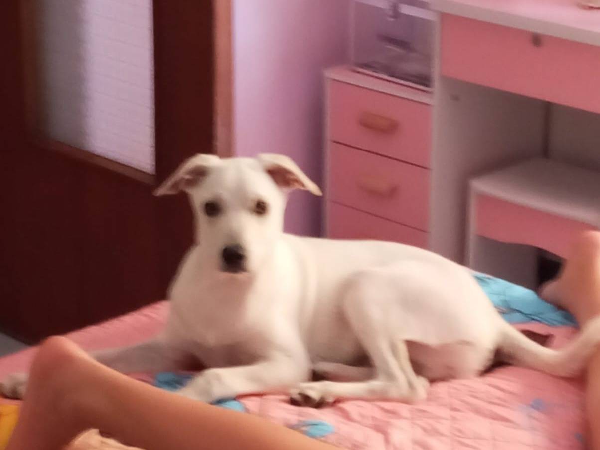 Adozione cane, maschio, Razza sconosciuta Razza sconosciuta, 5 mesi, taglia piccola, Avellino