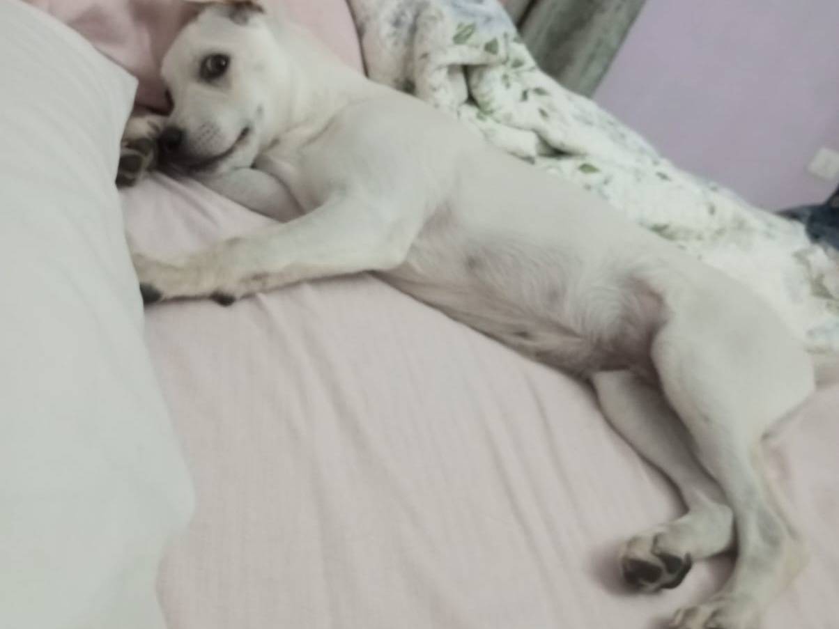 Adotta un cane, maschio, 5 mesi, Avellino