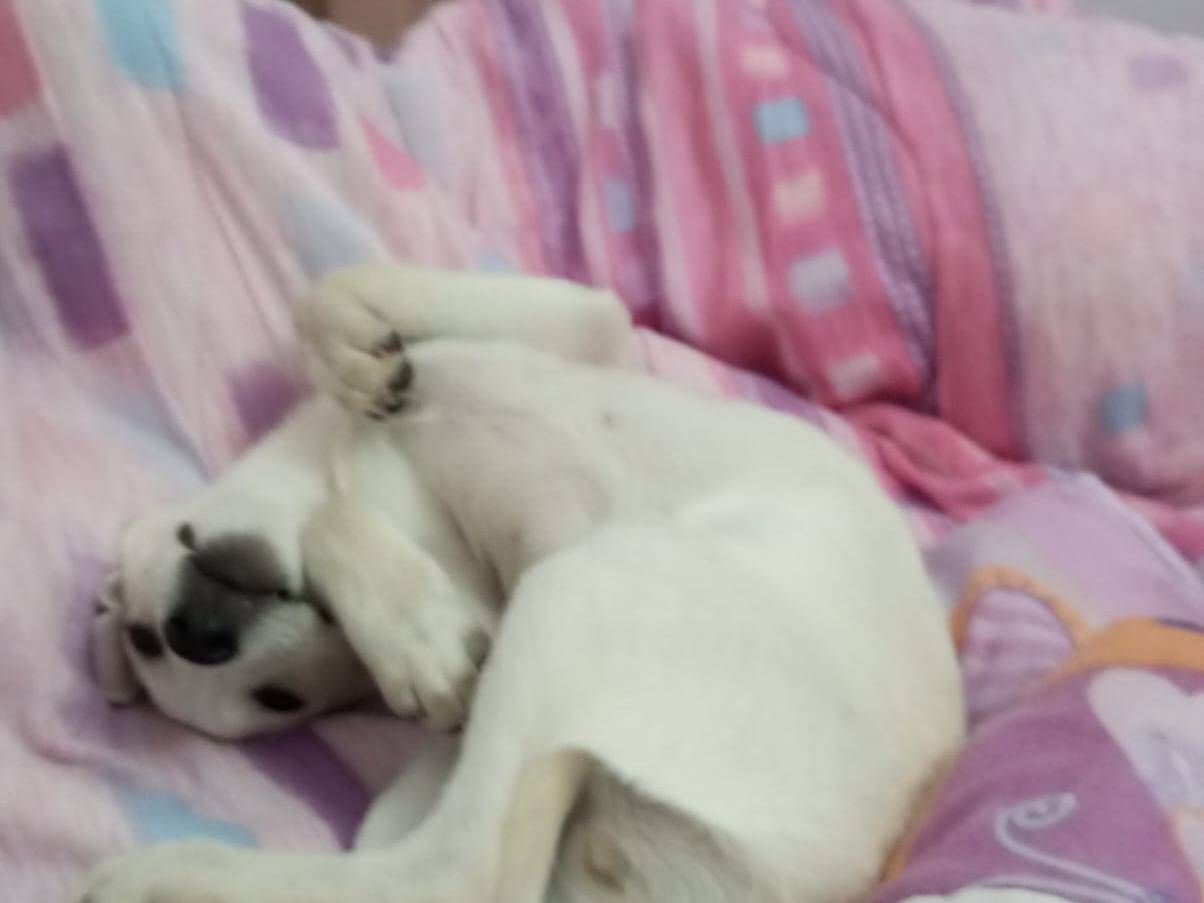 Adotta un cane, taglia piccola, maschio, Avellino