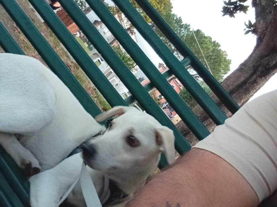 Vuoi adottare un cane a Avellino?