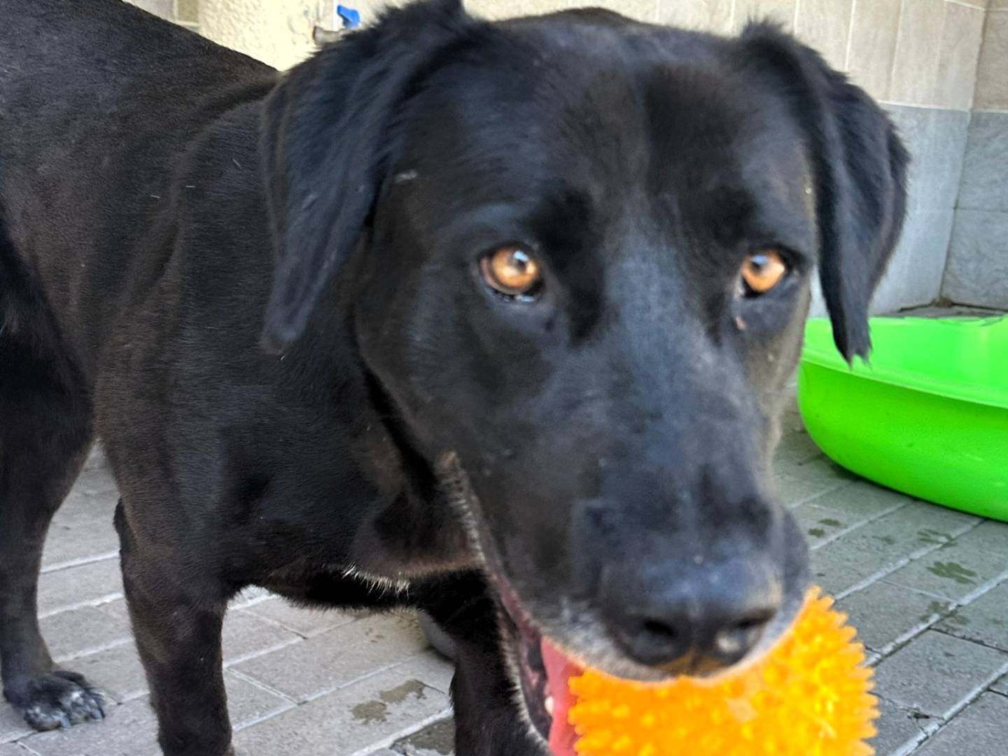 Adozione cane, femmina, Razza sconosciuta Razza sconosciuta, 5 anni e 7 mesi, taglia grande, Milano