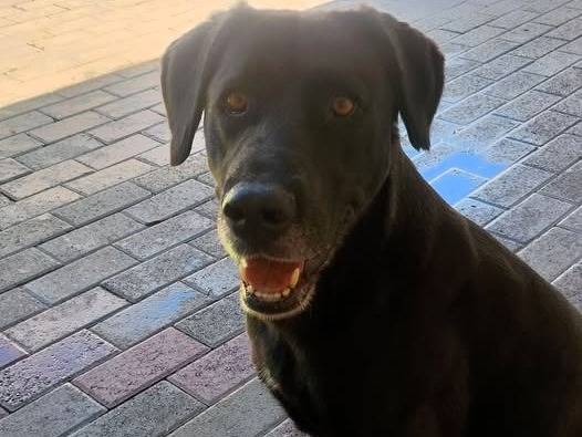 Adotta un cane, femmina, 5 anni e 7 mesi, Milano