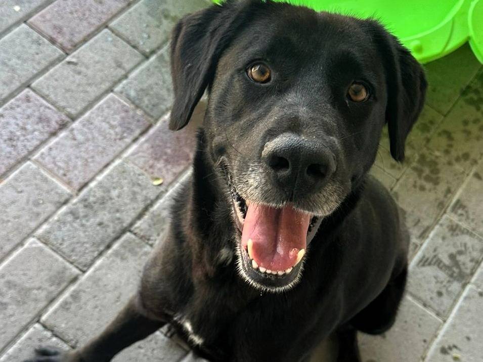 Adotta un cane, taglia grande, femmina, Milano