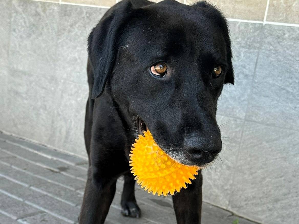 Vuoi adottare un cane a Milano?