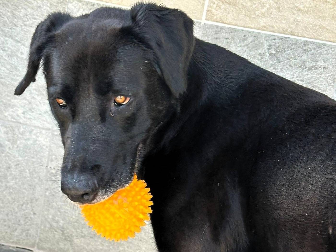 Adotta il cane ELIJA a Milano