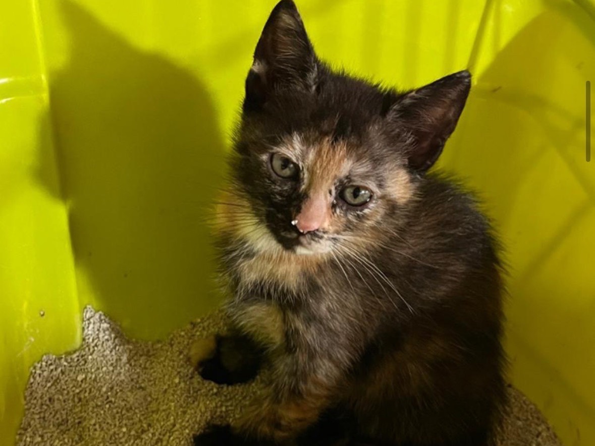 Adozione gatto, femmina, Razza sconosciuta Razza sconosciuta, 2 mesi, taglia non valida, Napoli