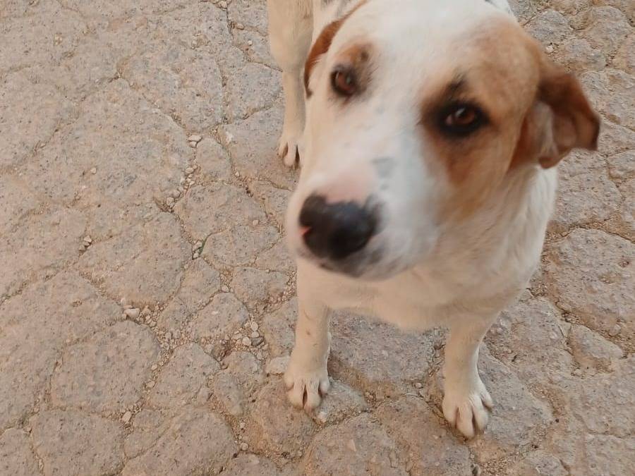 Adozione cane, maschio, Razza sconosciuta Razza sconosciuta, 4 anni e 4 mesi, taglia media, Agrigento