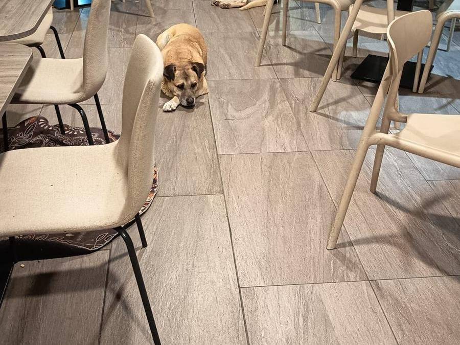 Adotta un cane, maschio, 4 anni e 4 mesi, Agrigento