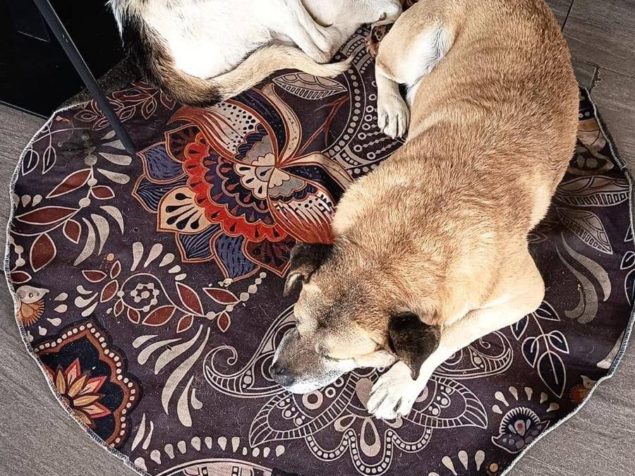 Adotta un cane, taglia media, maschio, Agrigento