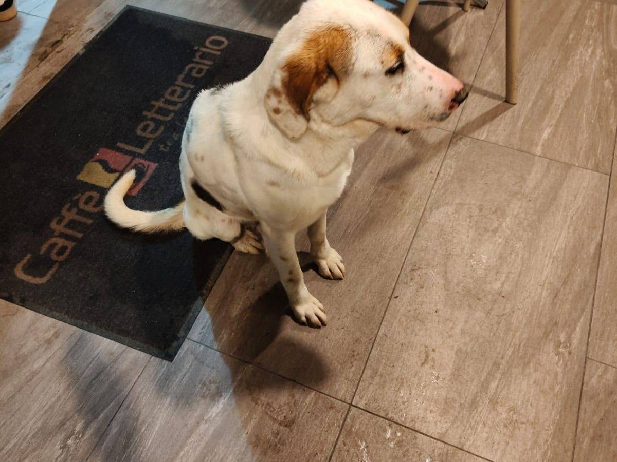 Vuoi adottare un cane a Agrigento?
