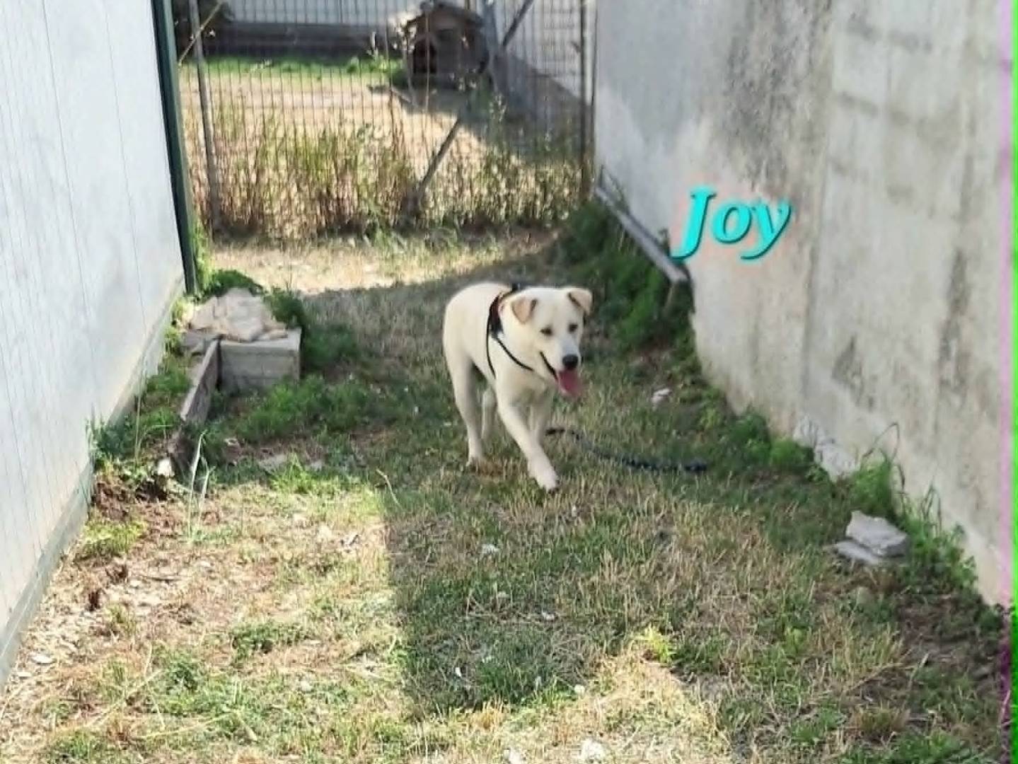 Adotta un cane, taglia grande, maschio, Bari
