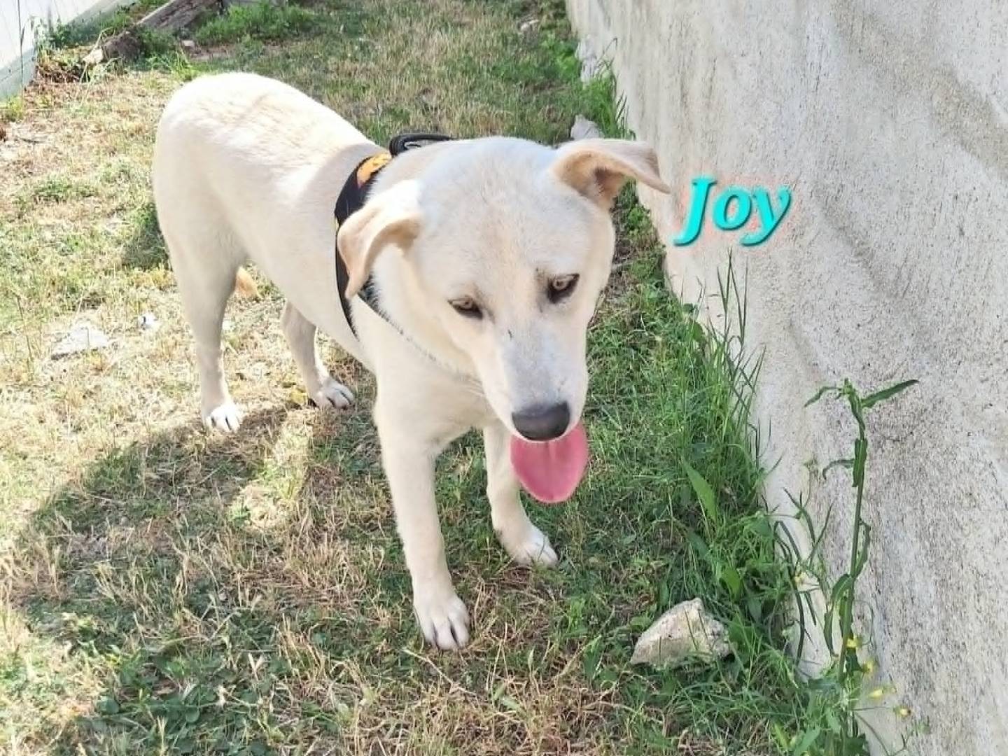 Adotta il cane Joy a Bari