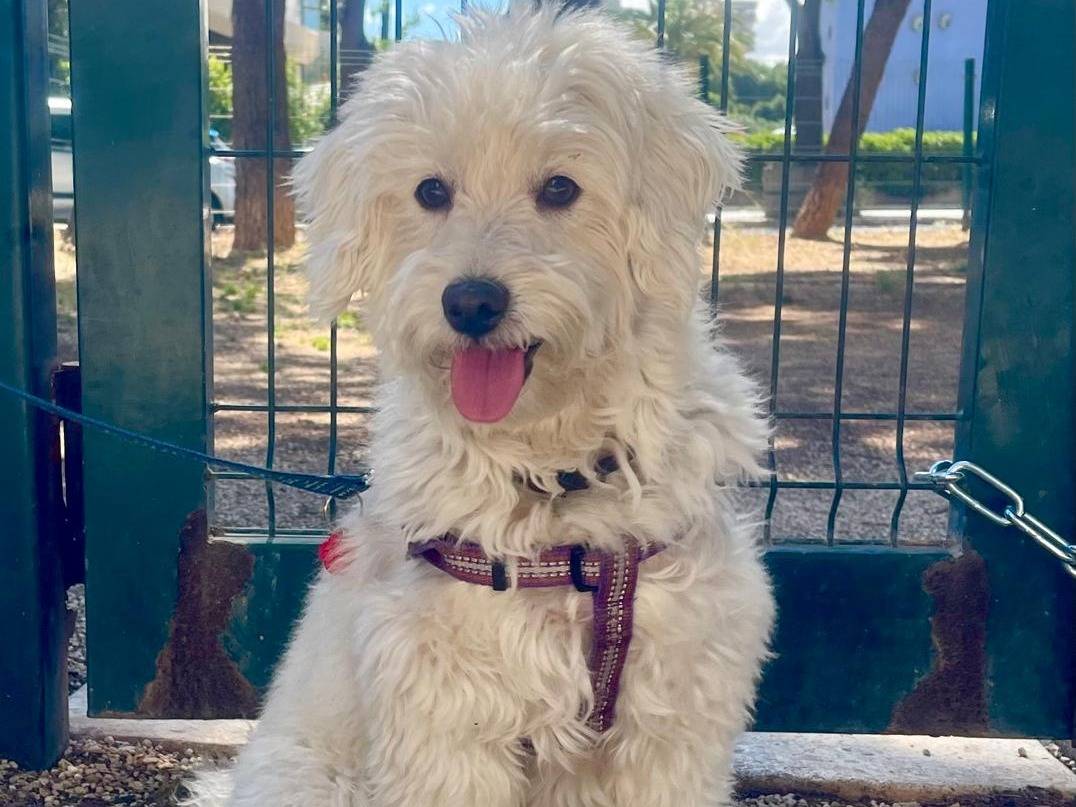 Adozione cane, maschio, Maltese Barbone, 8 anni, taglia piccola, Milano