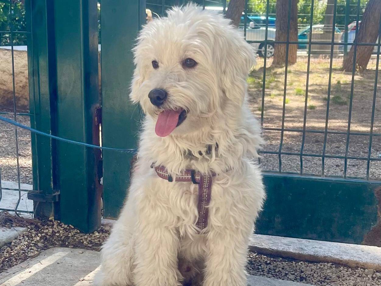 Adotta un cane, maschio, 8 anni, Milano