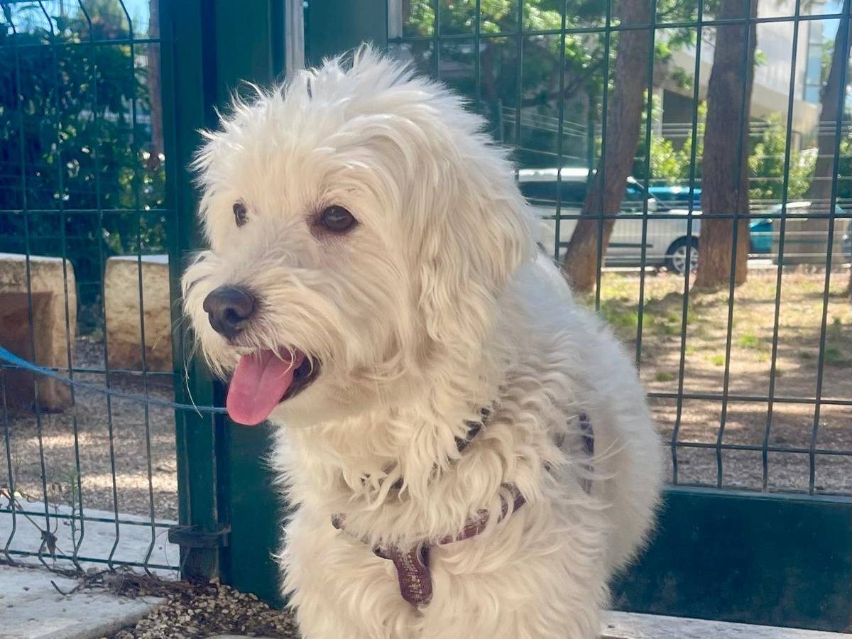 Adotta un cane, taglia piccola, maschio, Milano