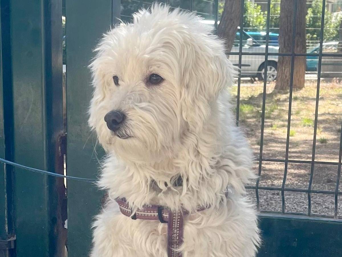 Vuoi adottare un cane a Milano?