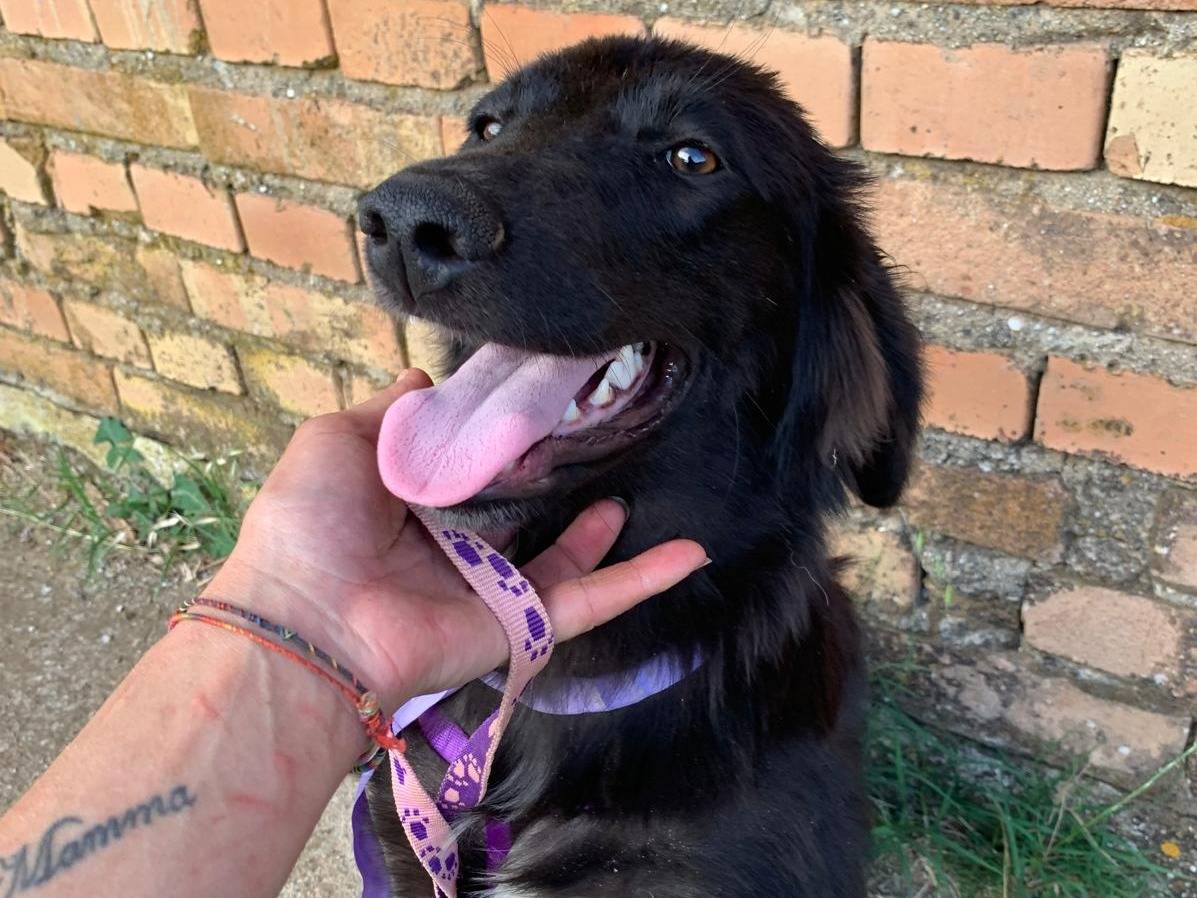 Adozione cane, femmina, Razza sconosciuta Razza sconosciuta, 10 mesi, taglia media contenuta, Catanzaro