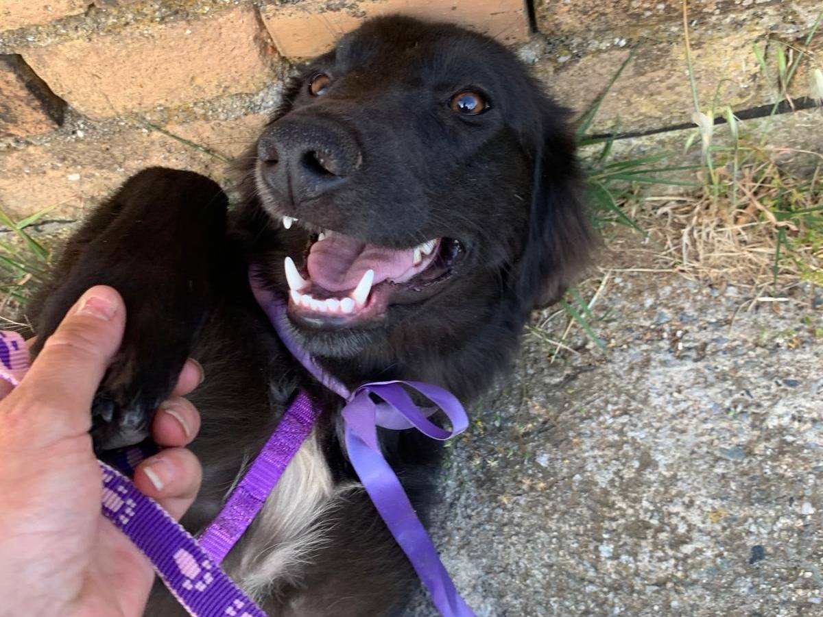 Adotta un cane, femmina, 10 mesi, Catanzaro