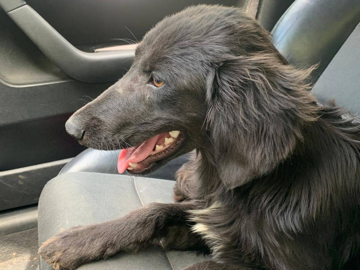 Adotta un cane, taglia media contenuta, femmina, Catanzaro