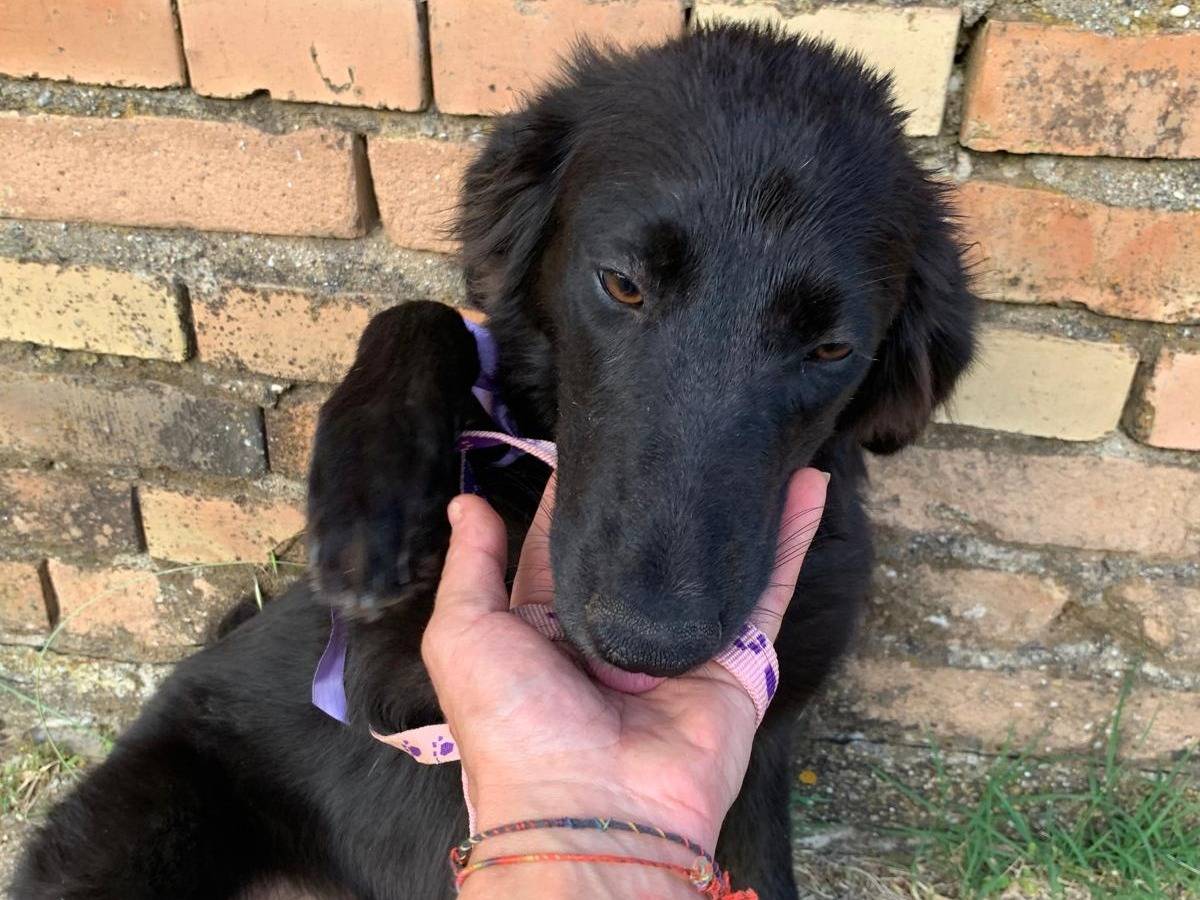 Vuoi adottare un cane a Catanzaro?