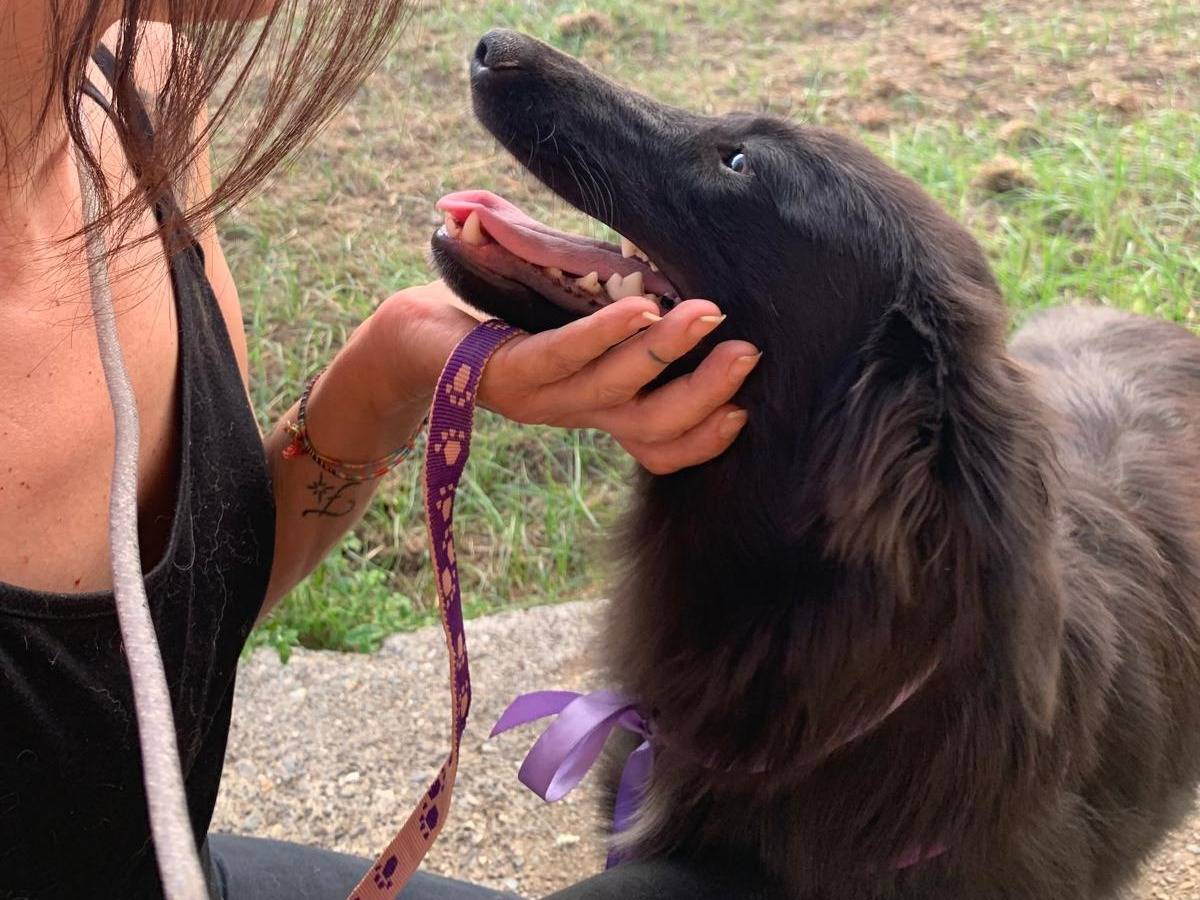 Adotta il cane PRISCILLA a Catanzaro