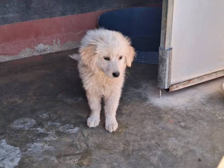 Adotta un cane, taglia media, femmina, Piacenza